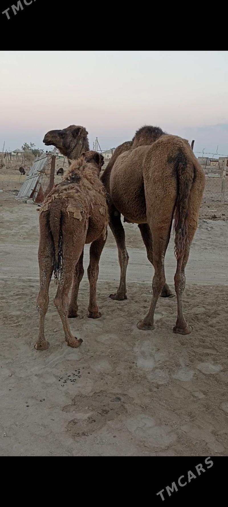 Torymly düýe - Esenguly - img 4