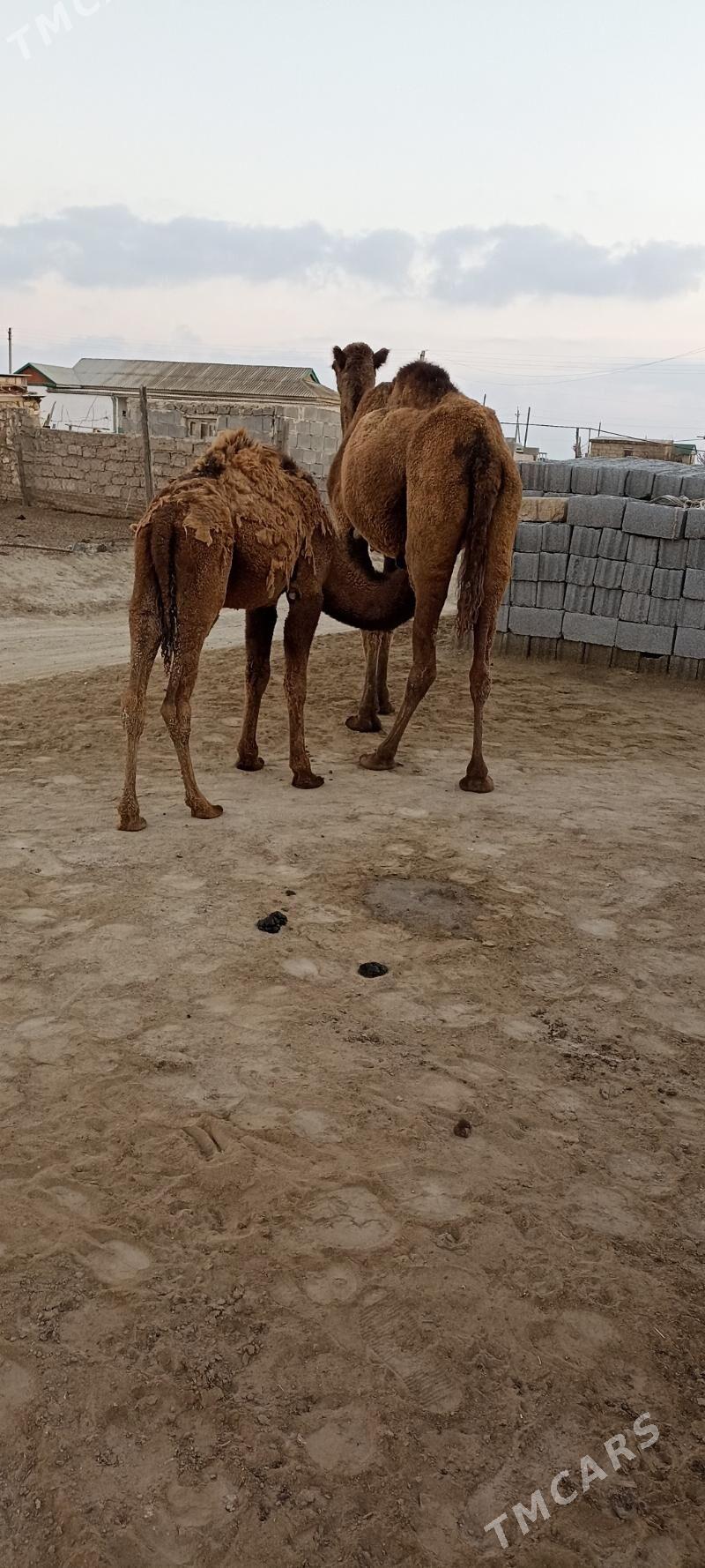 Torymly düýe - Esenguly - img 3