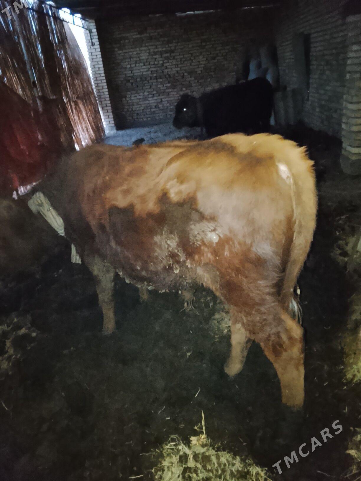 Okuzler - Мары - img 4