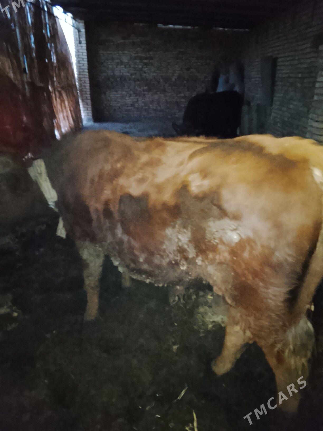 Okuzler - Мары - img 5