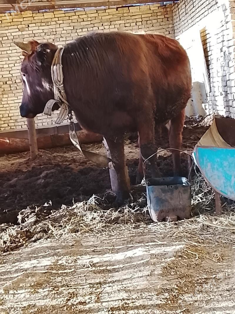 Okuzler - Мары - img 8