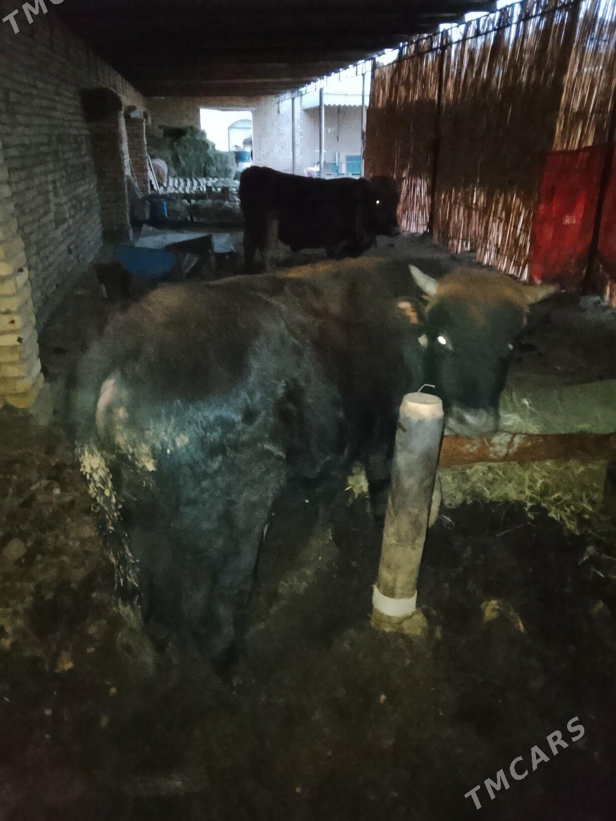 Okuzler - Мары - img 7