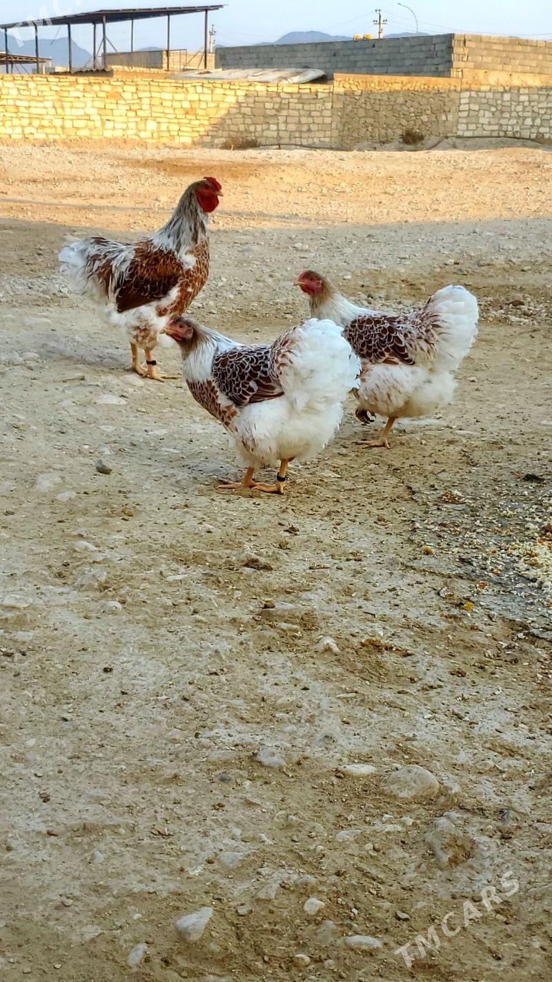 Wiandott splash - Балканабат - img 3