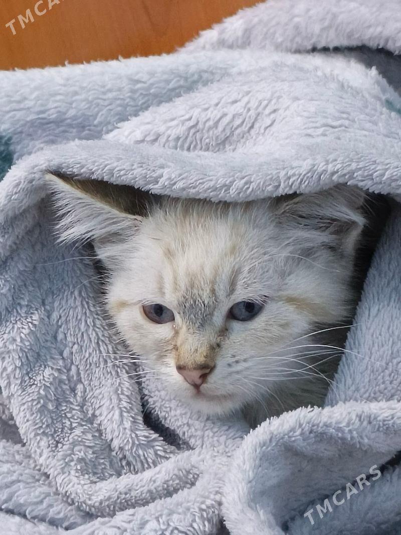 nevskaya - Parahat 5 - img 3