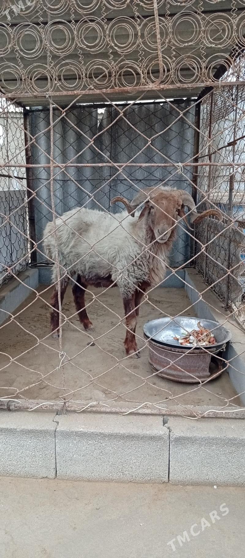 Goç - Esenguly - img 3