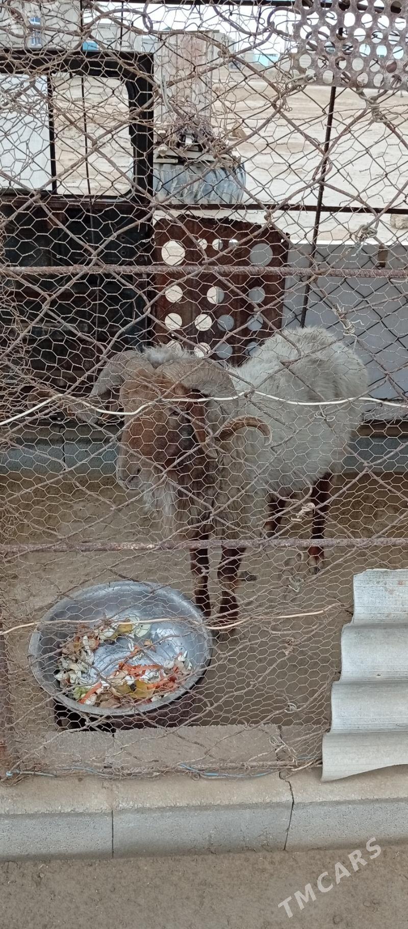 Goç - Esenguly - img 2