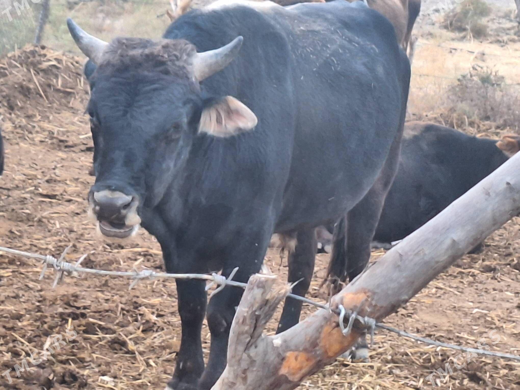 okuz. - Кака - img 3