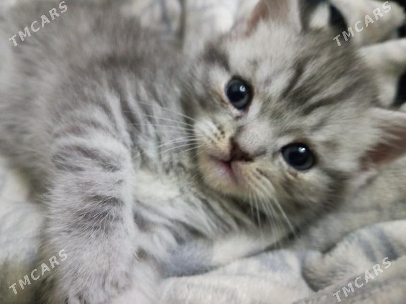 britaniskiy pisik - Дашогуз - img 2