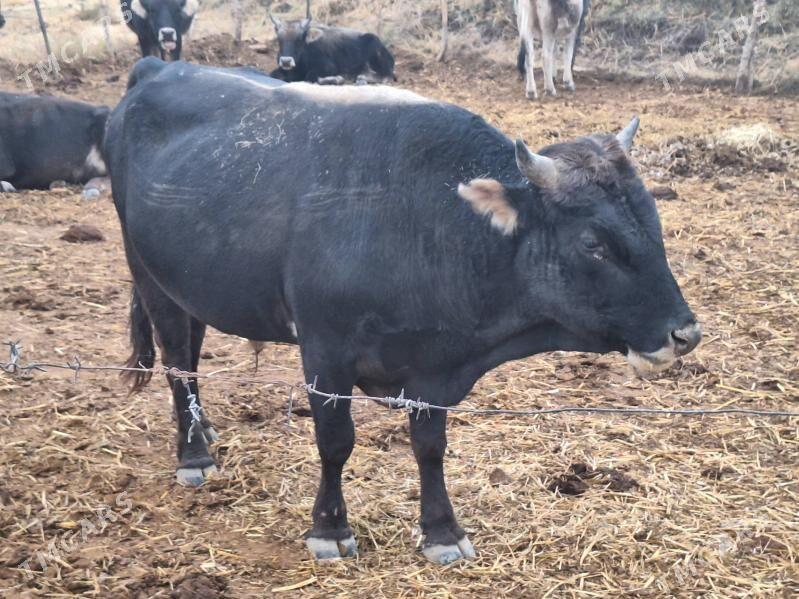 okuz. - Кака - img 2