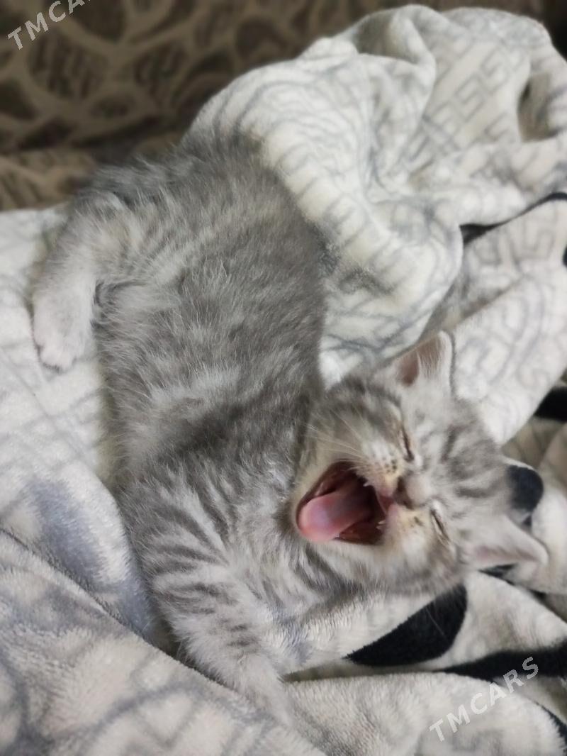 britaniskiy pisik - Дашогуз - img 3