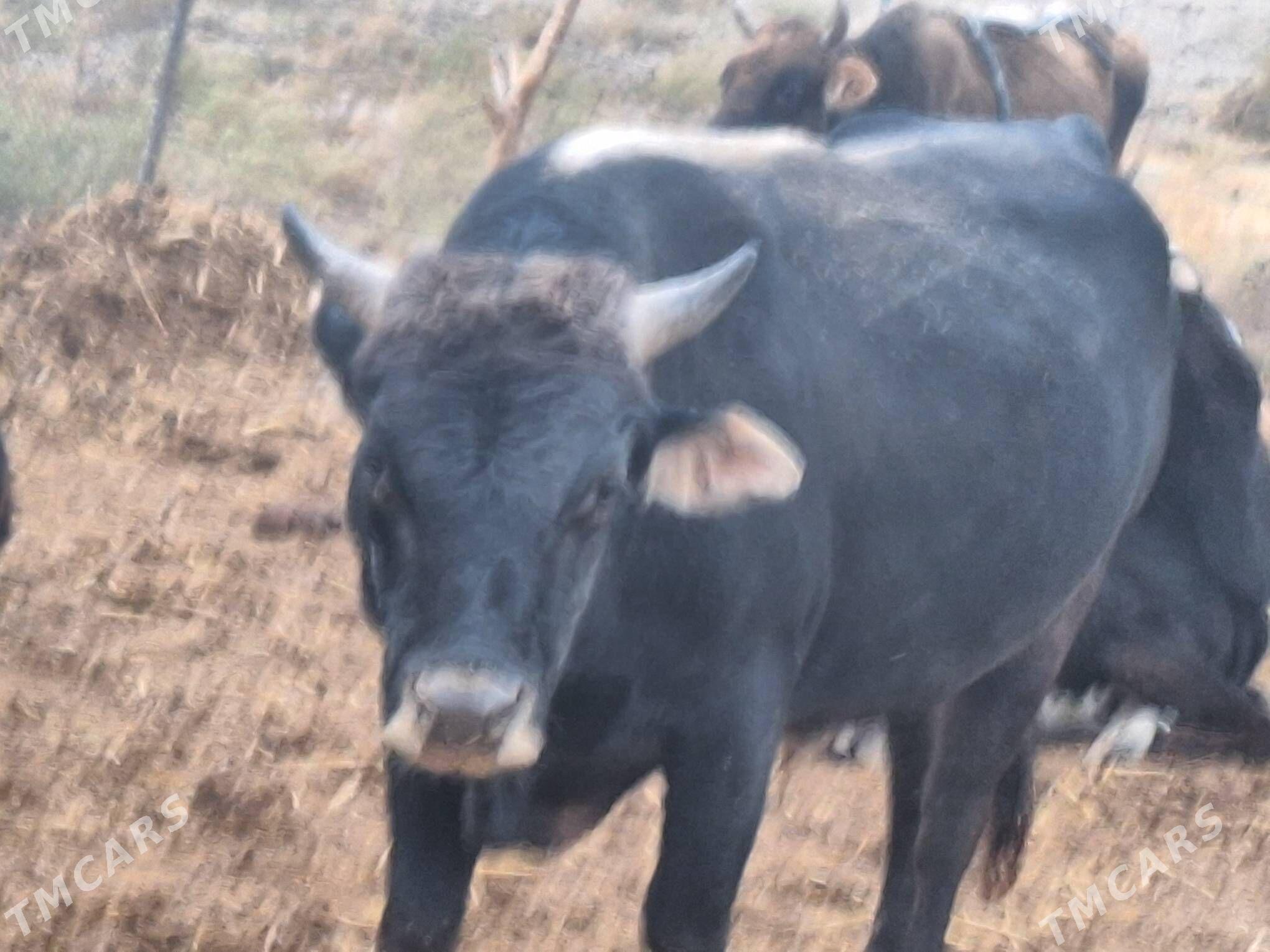 okuz. - Кака - img 4