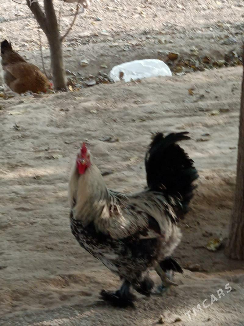 brama horoz - Кипджак - img 2