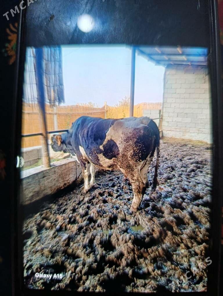 Gysyr sygyr - Gökdepe - img 2