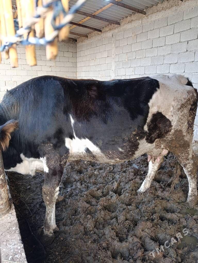 Gysyr sygyr - Gökdepe - img 3