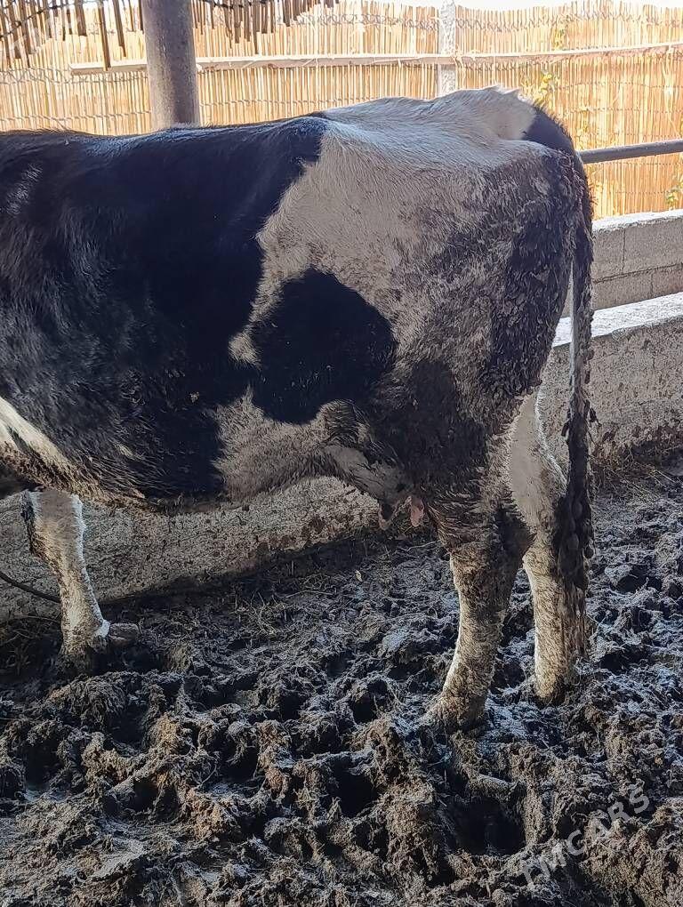 Gysyr sygyr - Gökdepe - img 4