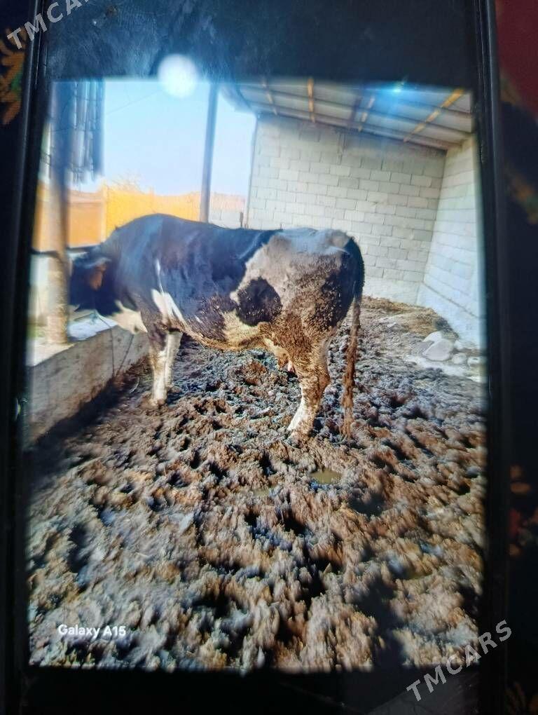 Gysyr sygyr - Gökdepe - img 1