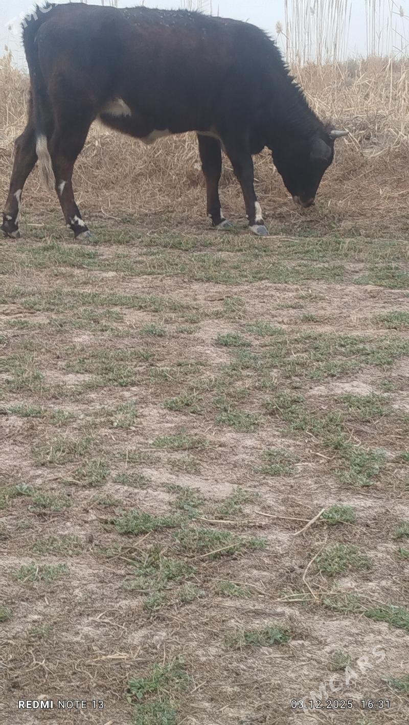 Öküzler we unajyn - Чарджоу - img 3