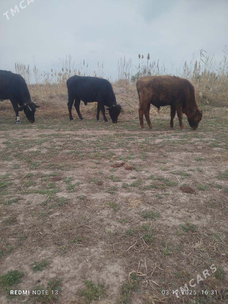 Öküzler we unajyn - Чарджоу - img 4