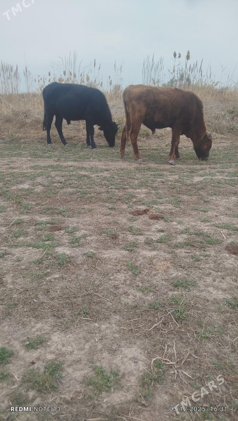 Öküzler we unajyn - Чарджоу - img 2