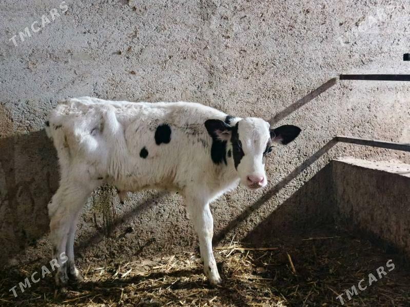 Galşteyn Okuz - Гёкдепе - img 2