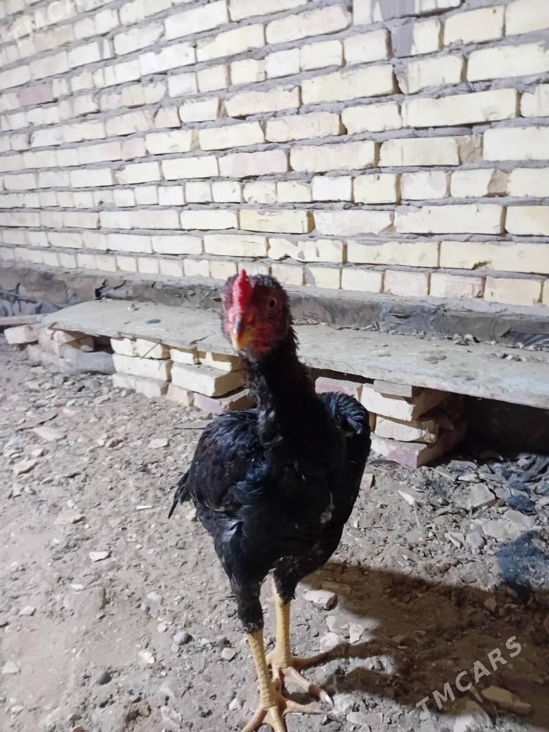 Myramyr horaz juja - Dänew - img 4