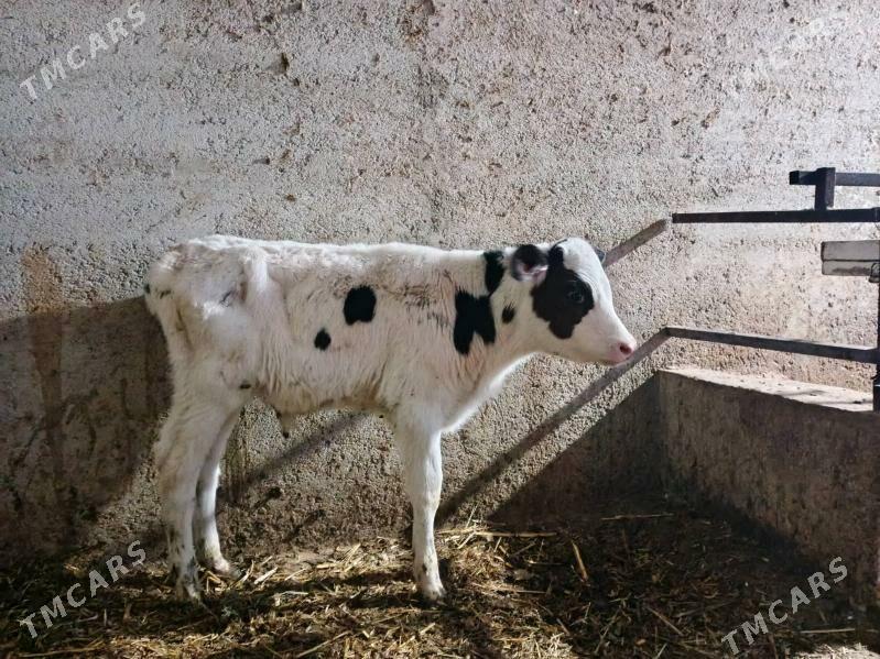 Galşteyn Okuz - Гёкдепе - img 3