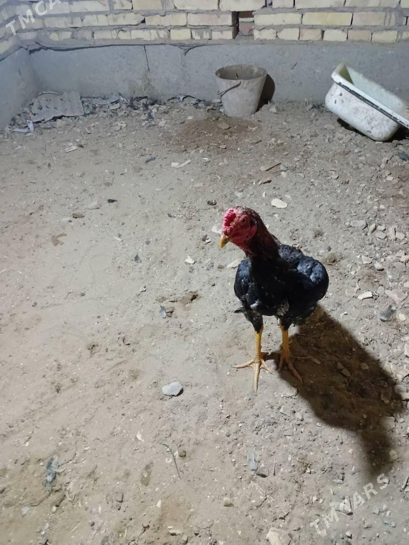 Myramyr horaz juja - Dänew - img 2