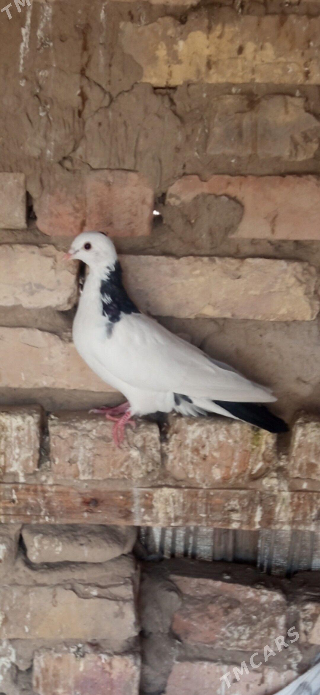 kepderi - Мары - img 1