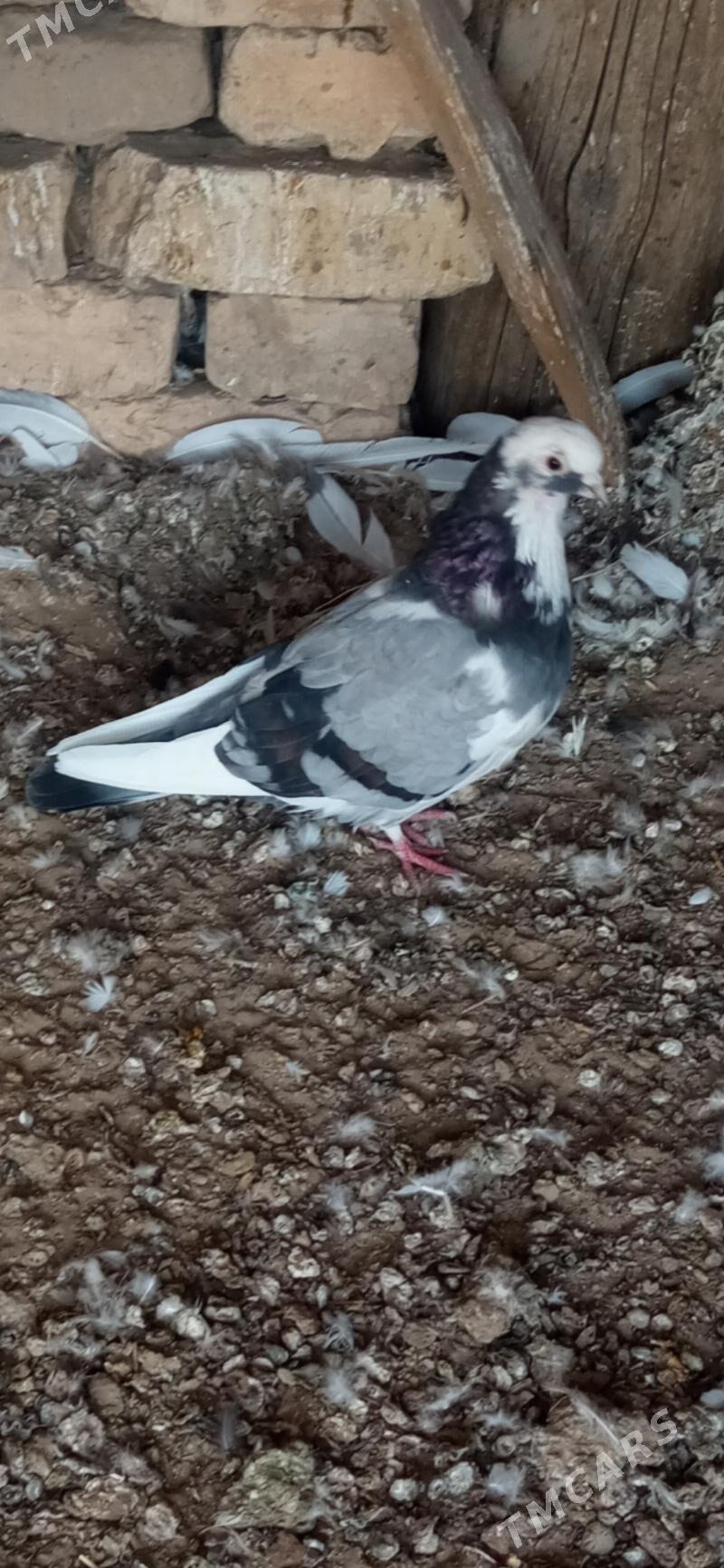 kepderi - Мары - img 2