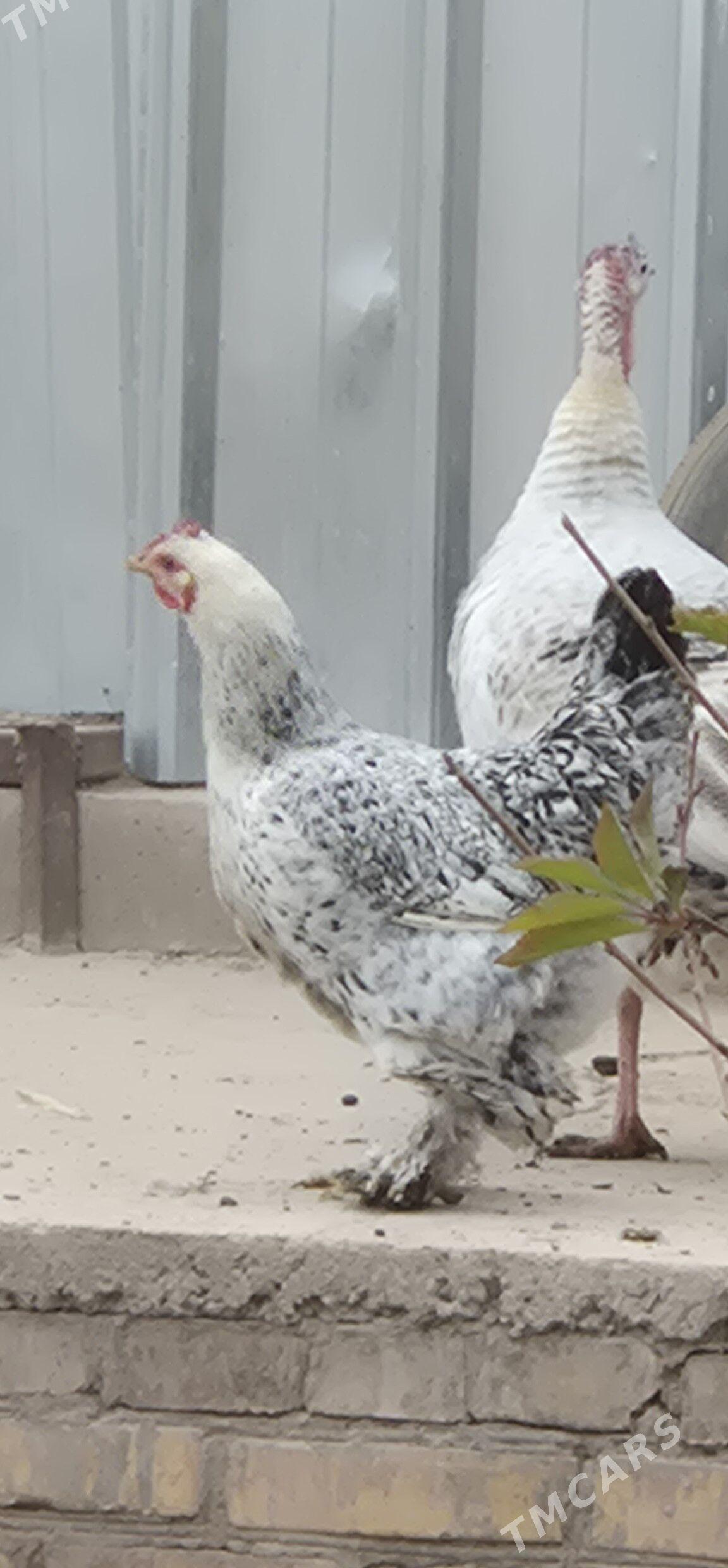 original brama tovuk - Çärjew - img 3