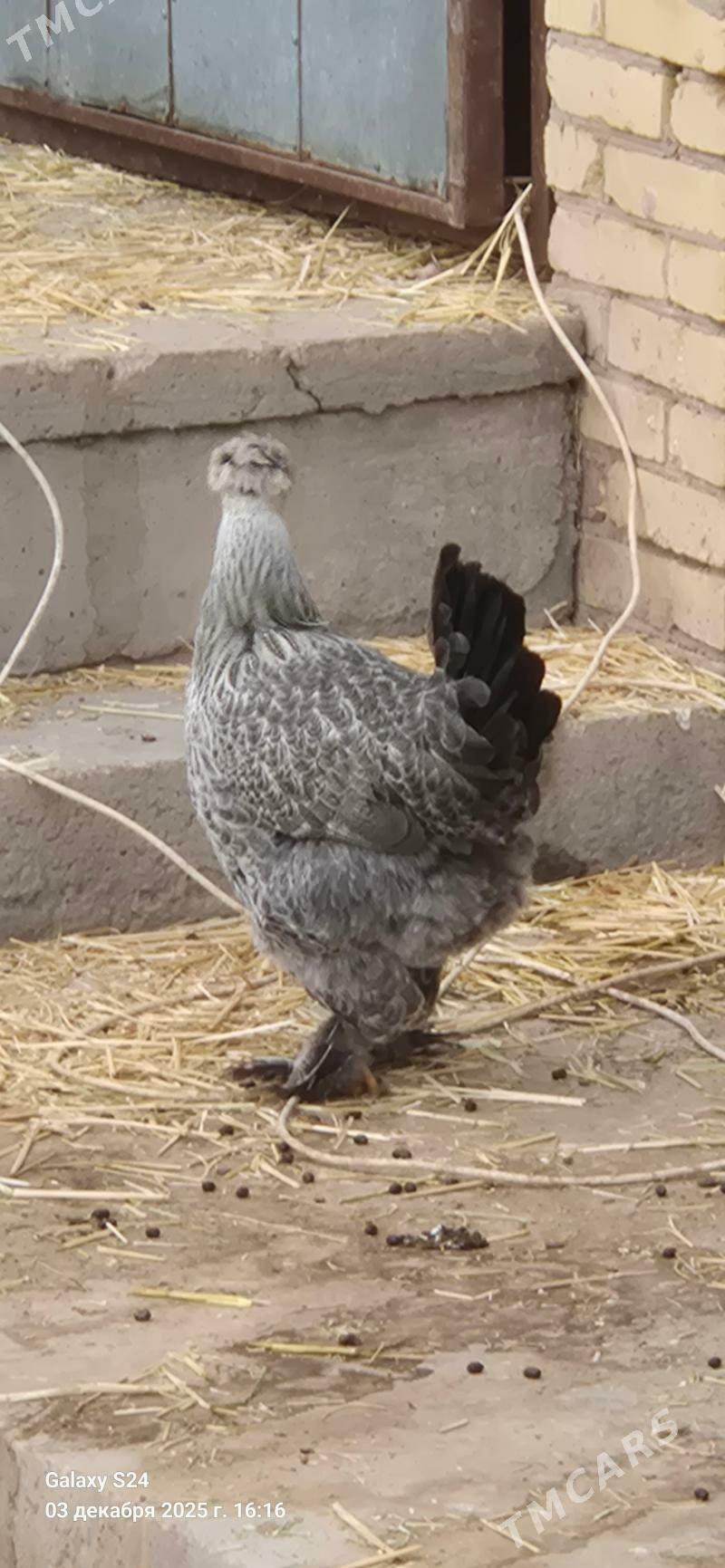 original brama tovuk - Çärjew - img 2