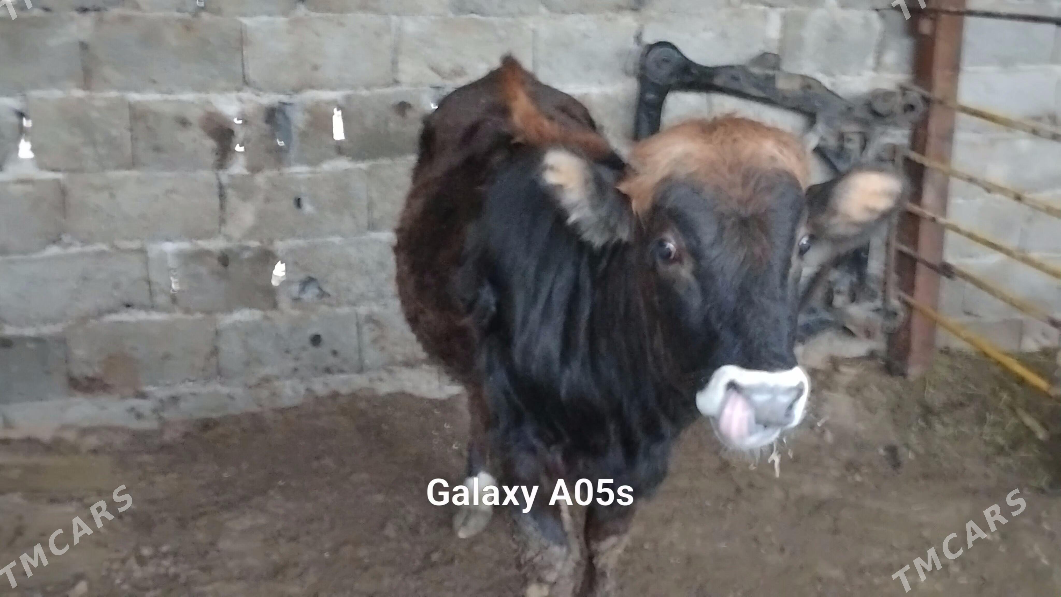 ОКУЗ - Багир - img 2