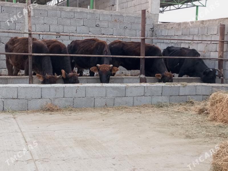 TÜWELER - Gökdepe - img 1