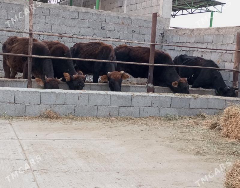 TÜWELER - Gökdepe - img 3