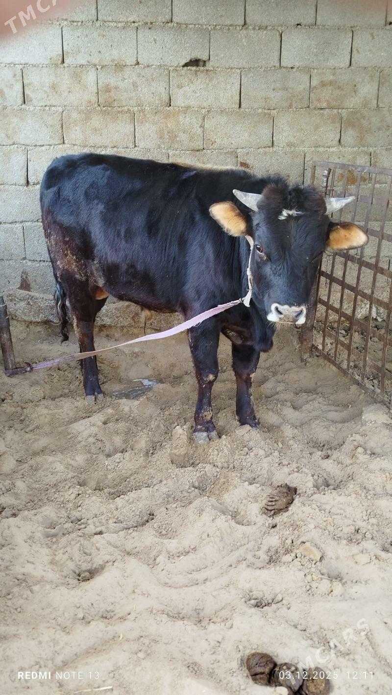 okuZ - Çoganly - img 2