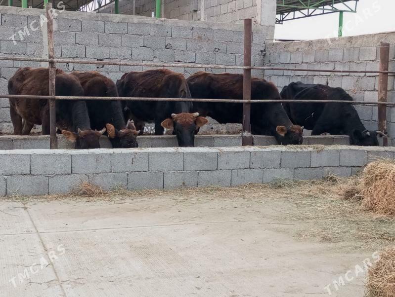 TÜWELER - Gökdepe - img 2