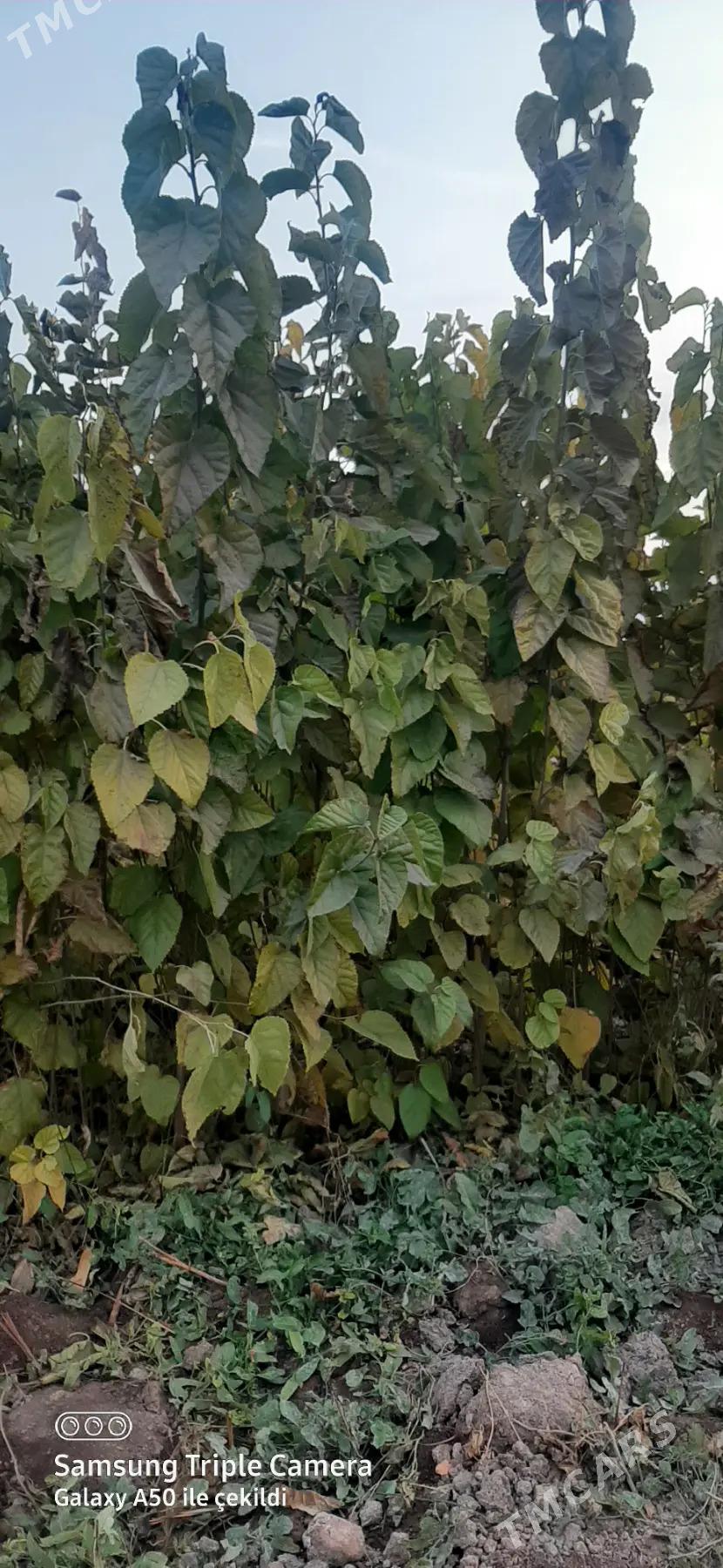 Tut nahal - Sarahs - img 2