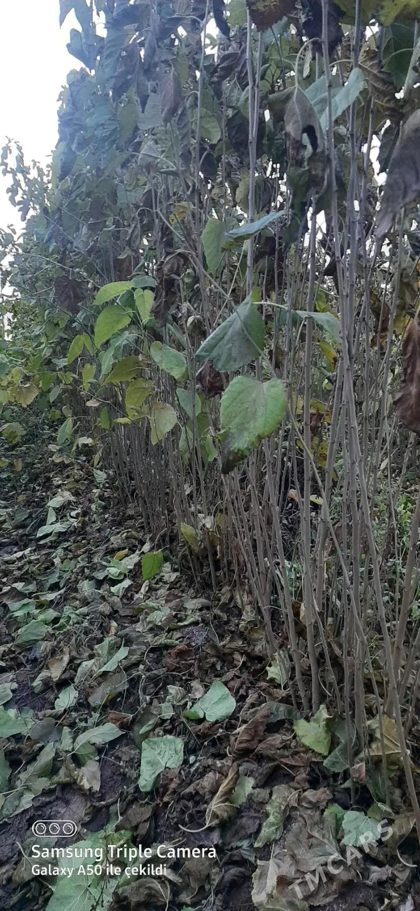 Tut nahal - Sarahs - img 3