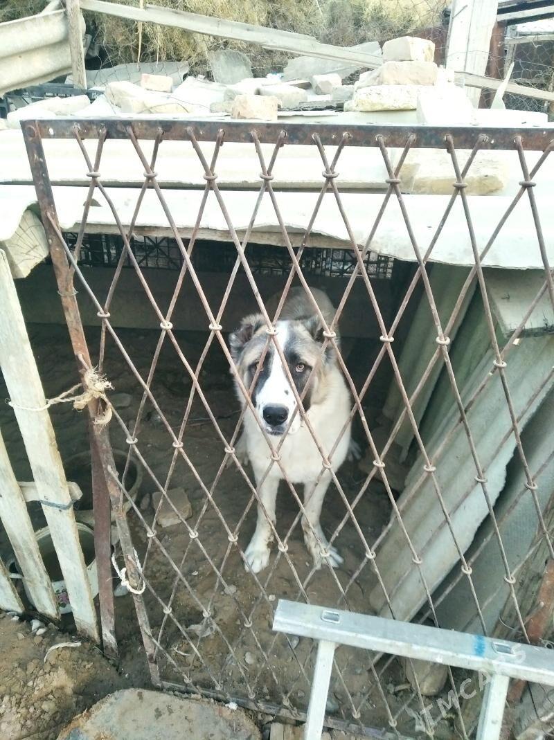 it köpek 9 aýlik - Garadamak Şor - img 2