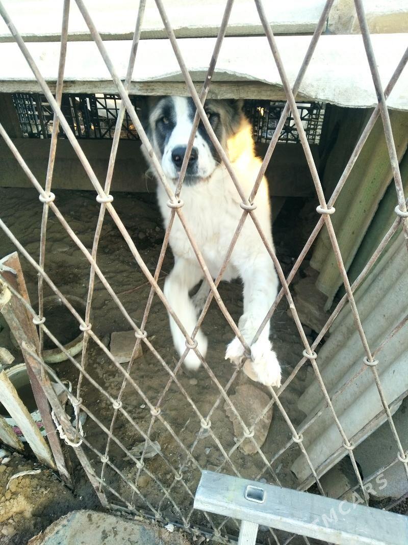 it köpek 9 aýlik - Garadamak Şor - img 3