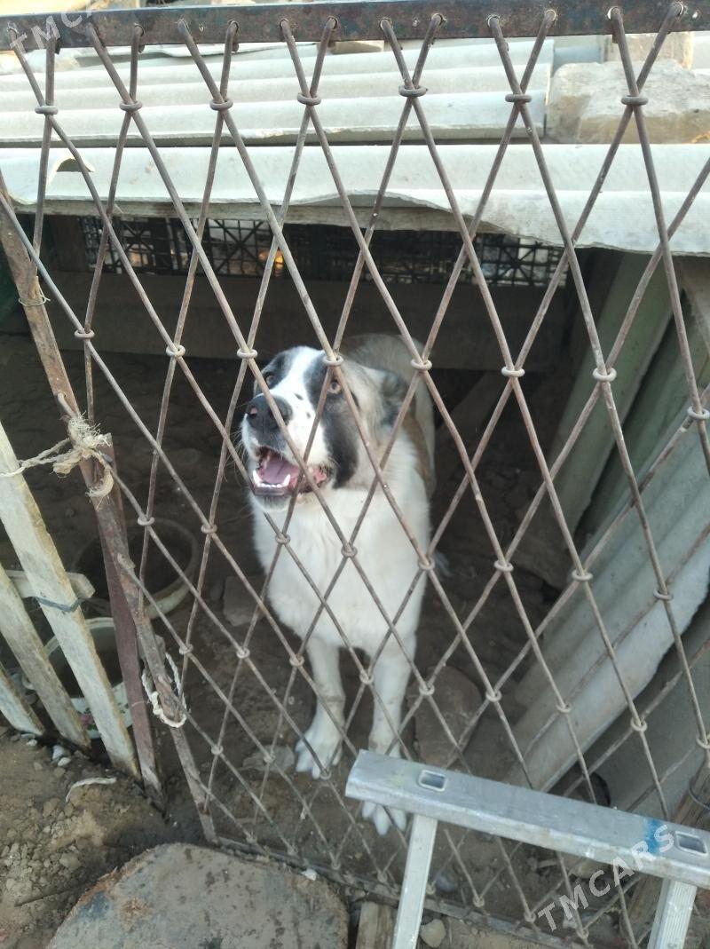 it köpek 9 aýlik - Garadamak Şor - img 1