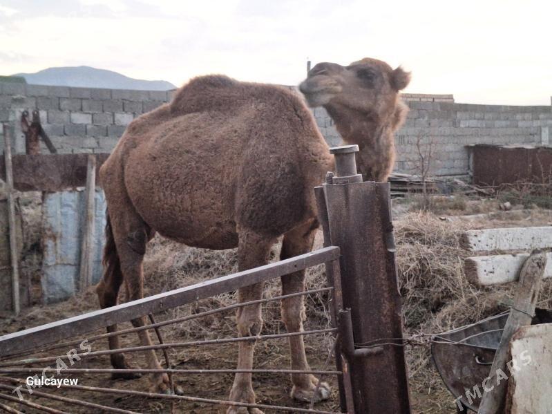 ogşukly Düye - Bereket - img 2
