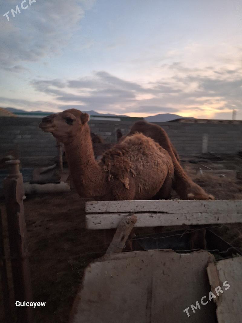 ogşukly Düye - Bereket - img 3