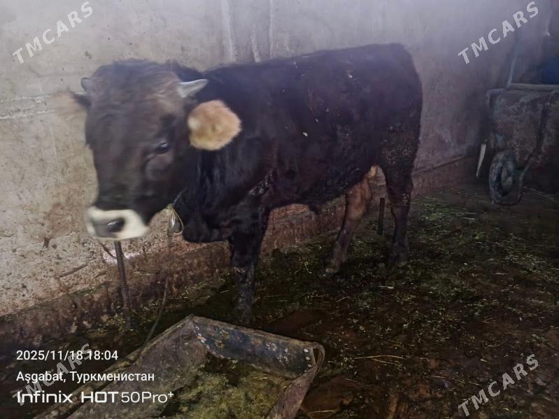 okuz - Гёкдепе - img 1