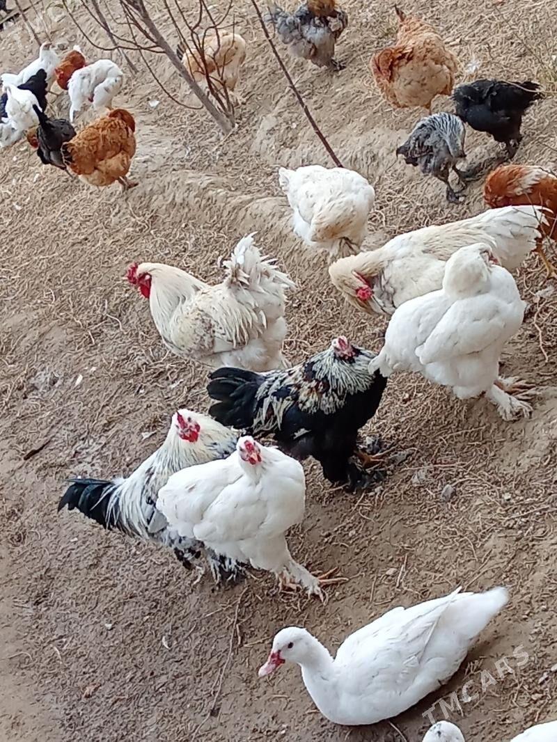 Horaz - Гызыларбат - img 1