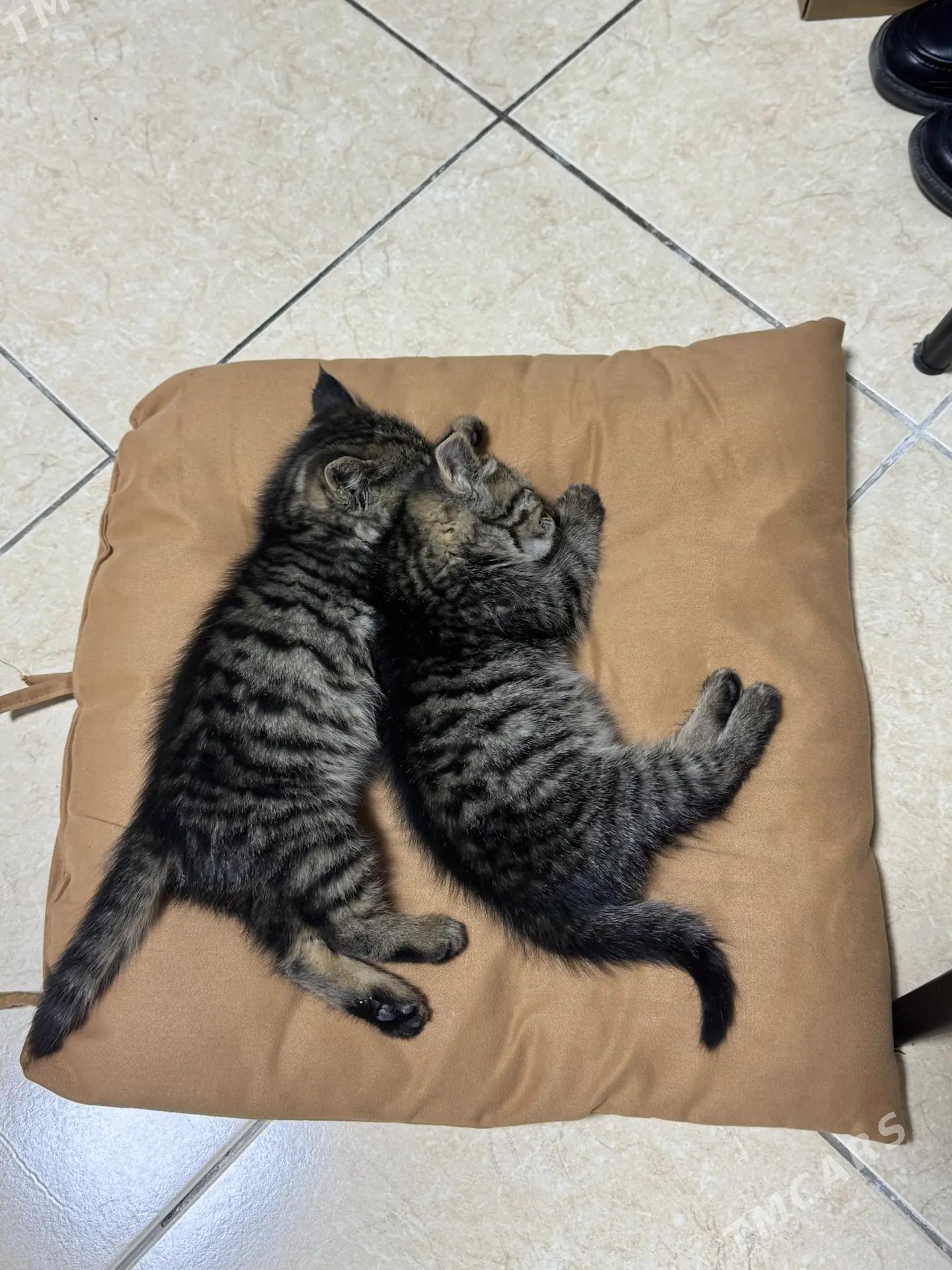 Котята в добрые руки - Ашхабад - img 2