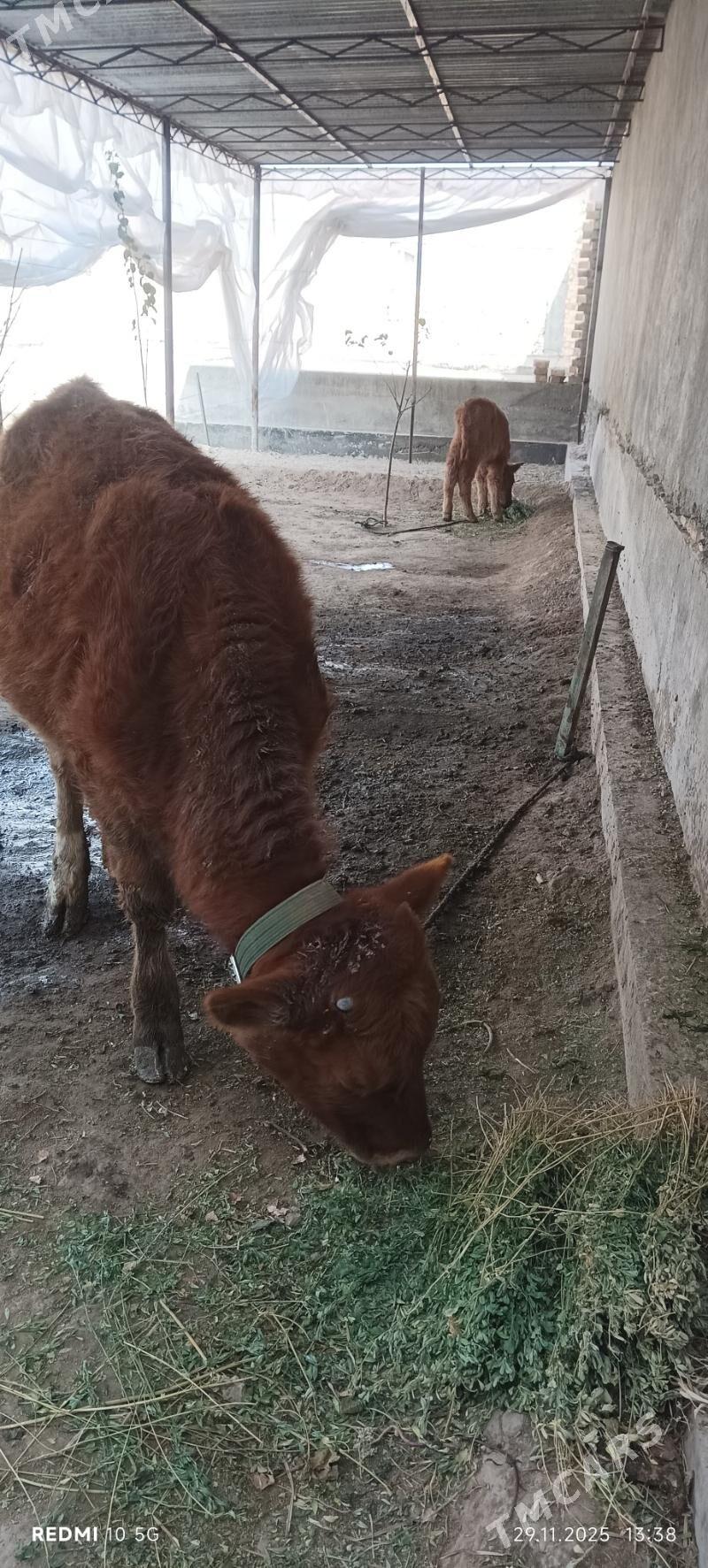 unajyn okuzce - Туркменабат - img 2