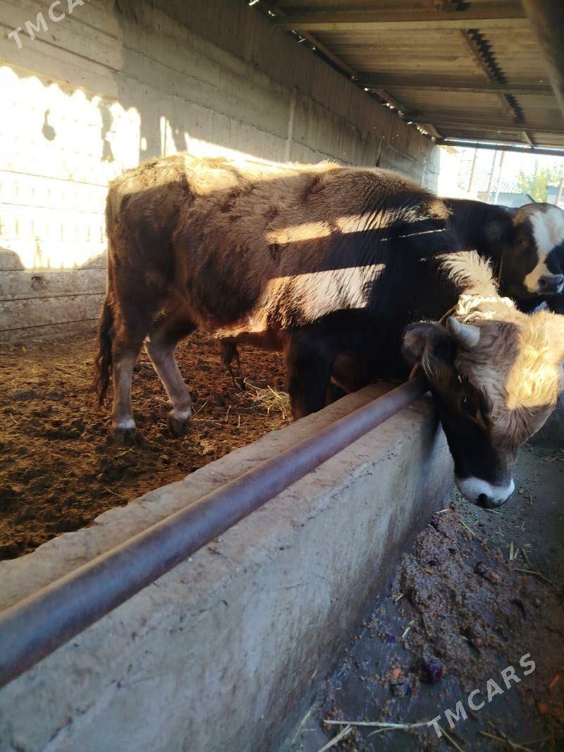 okuz - Гёкдже - img 2