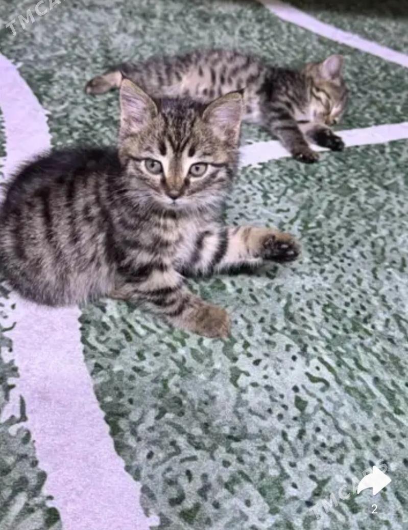 Котята в добрые руки - Ашхабад - img 1