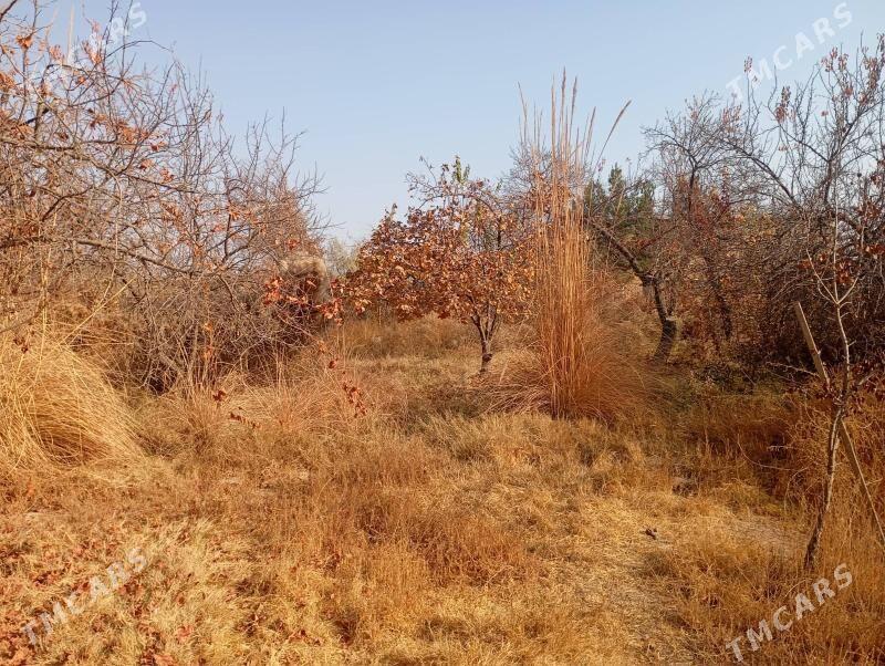 дачя - Туркменабат - img 2